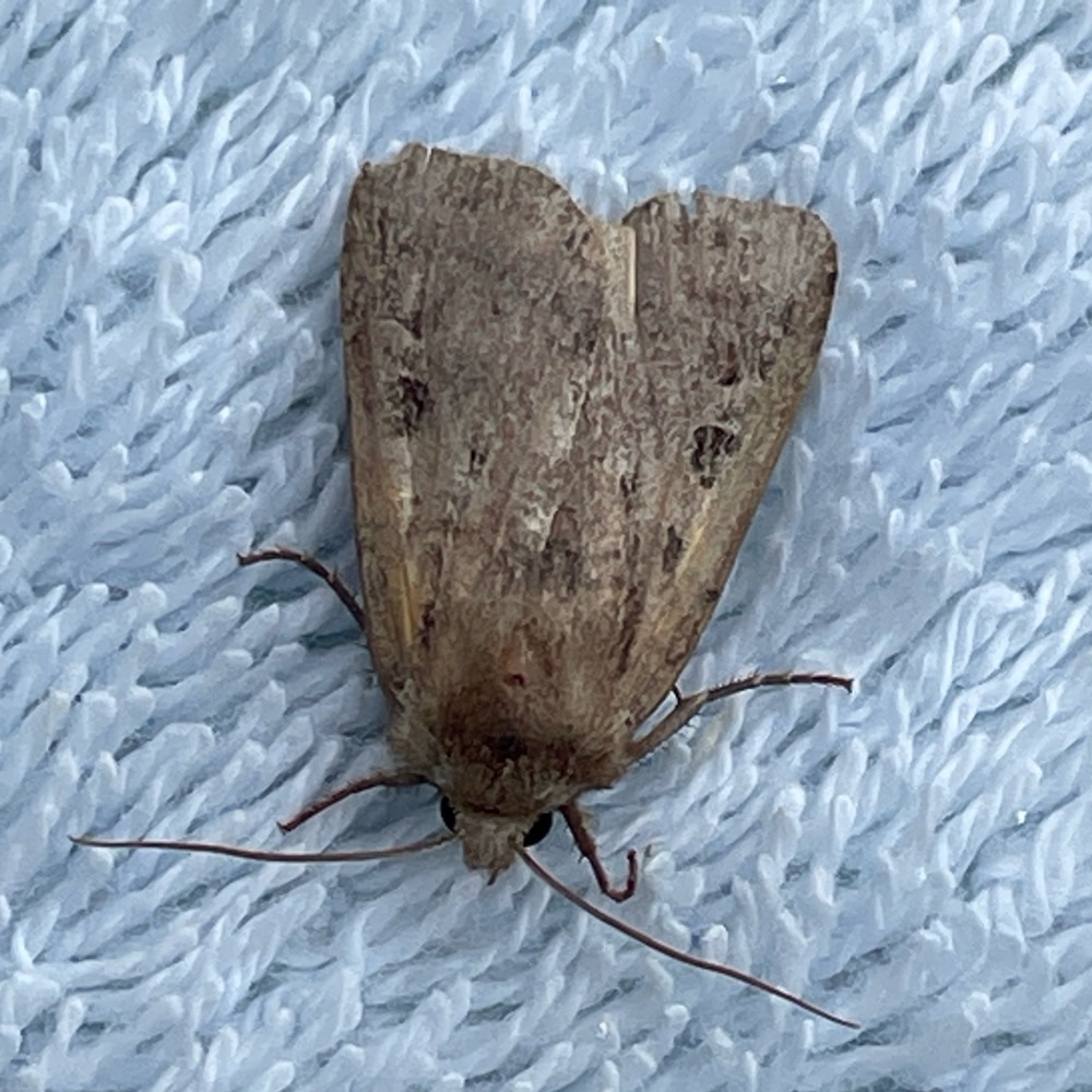 Photo of Small Square-spot (Diarsia rubi)